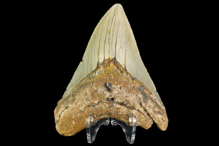 Fossil Megalodon Tooth - North Carolina #109828